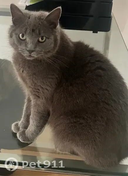 Chatte grise perdue, Argenteuil, rue Passemay - photo