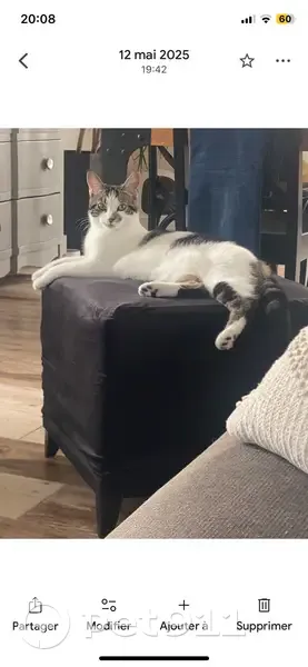 Chatte perdue : Xéna, 10 mois, craintive - photo
