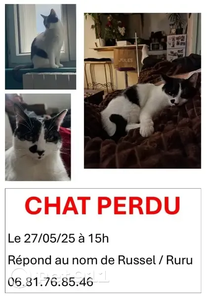 Chat perdu noir et blanc, peureux et câlin - photo