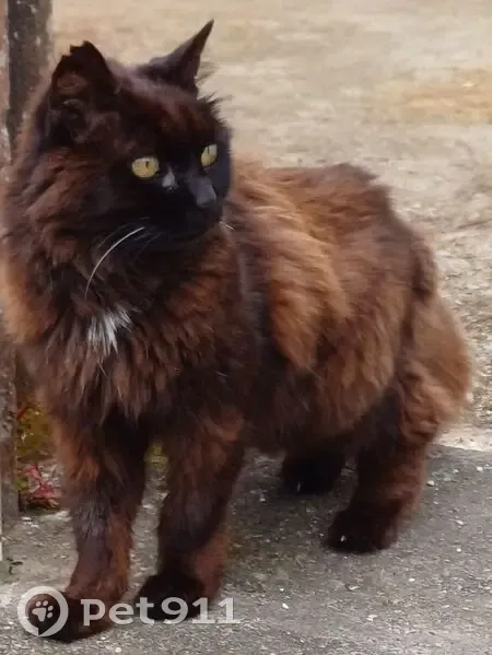 Chatte perdue : Mimine, noire et rousse - photo