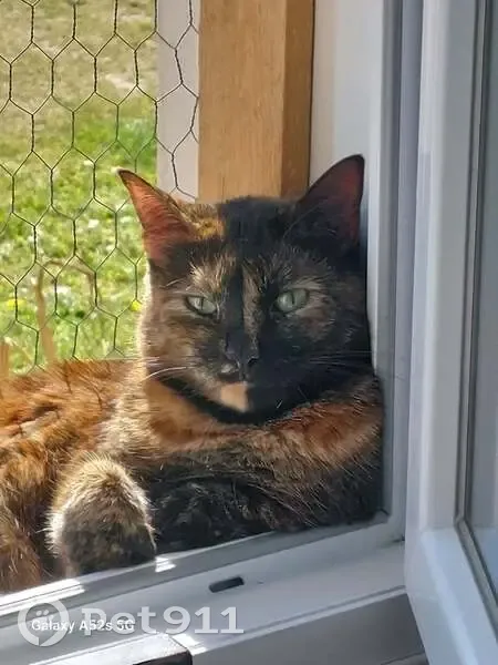 Chatte Écaille de tortue perdue à Bassercles - photo