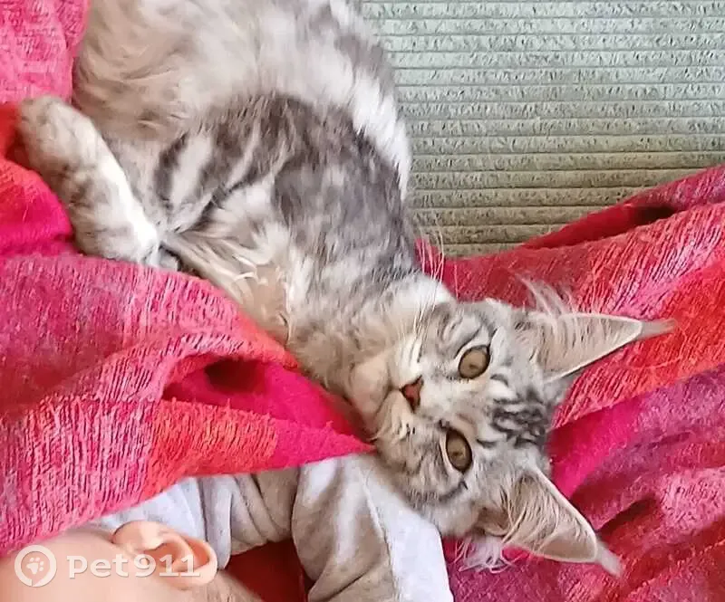 Jeune Maine Coon perdue à Bagnolet - photo