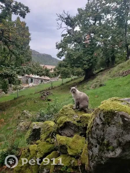 Chat perdu : Sohan, croisé siamois, Montchaboud - photo
