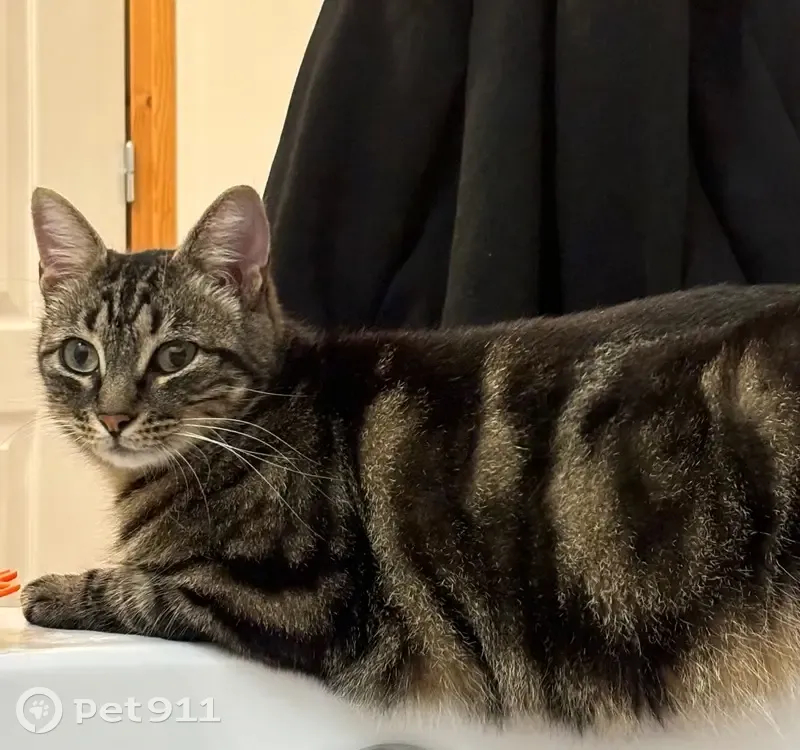 Chatte tigrée perdue, Gévezé - photo
