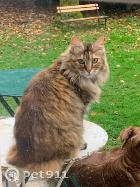 Chatte tigrée perdue à Pau - photo