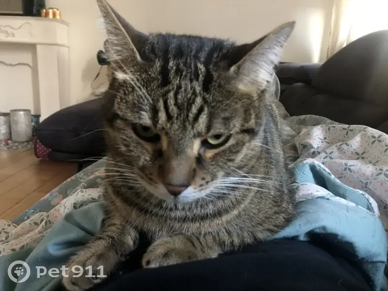 Chat tigré perdu, mâle 9 ans, Metz - photo