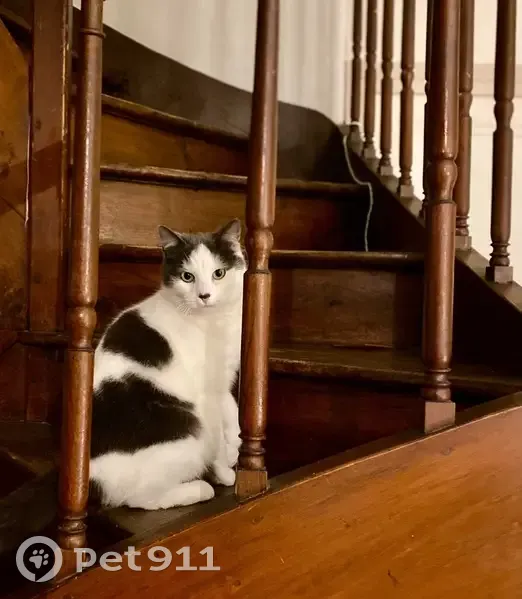 Chat perdue, peureuse, rue St-Libert, Tours - photo