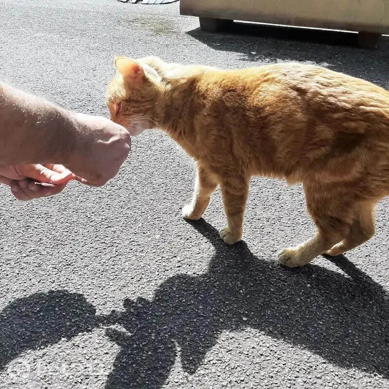 Chat roux trouvé près du parc Chazière - photo