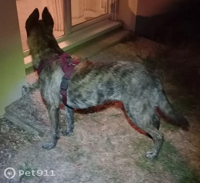 Chien Croisé Malinois Bringé Trouvé à Allonnes - photo