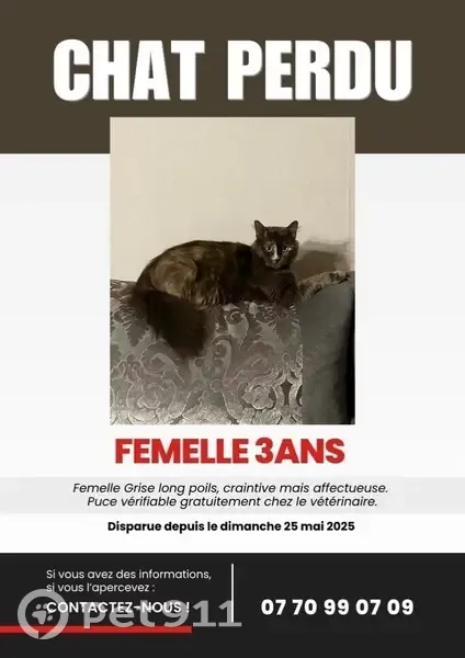 Chat perdue : Tuki, gris, poil long, Villepinte - photo