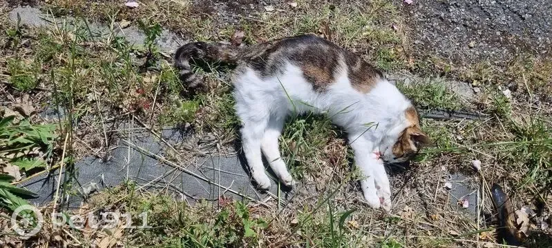 Chat trouvé décédé à Tournefeuille - photo