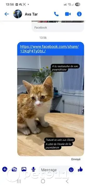 Chaton caramel apeuré trouvé à Olivet - photo