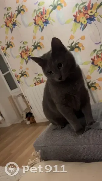 Chat gris perdu, taille moyenne, yeux verts - photo