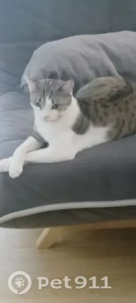 Chat perdu blanc et tigré, Besançon - photo
