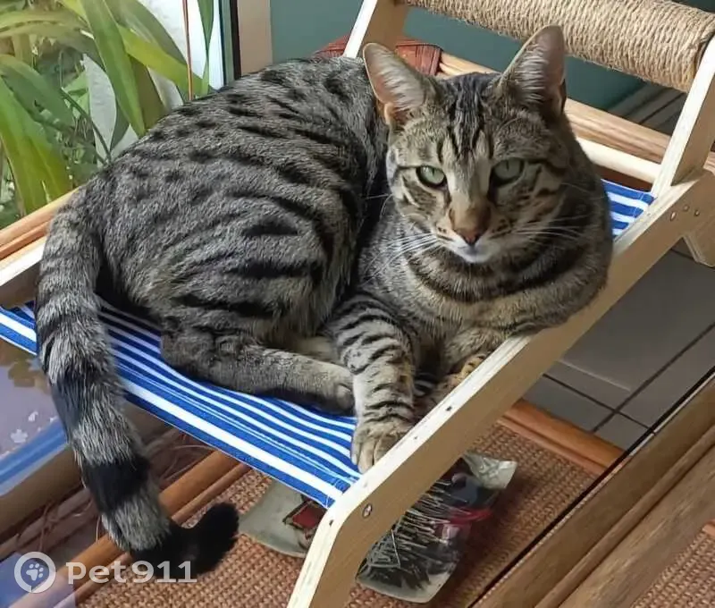 Jeune chat tigré perdu à Ste-Geneviève - photo