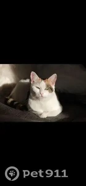 Chat perdue, pucée, tatouée, Saumur - photo