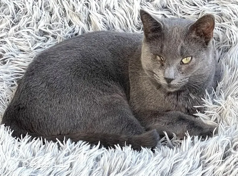 Chatte grise Dalie perdue à Châteauneuf - photo