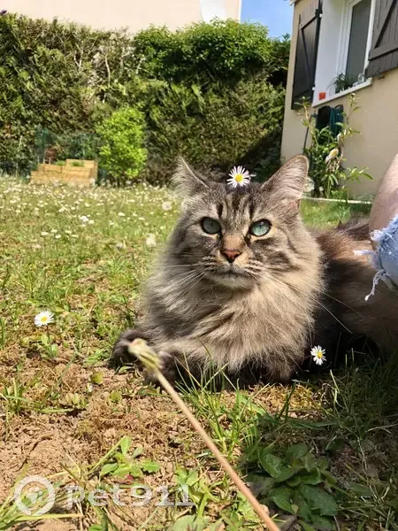 Chat perdu: Rio, mâle tigré 10 ans - photo