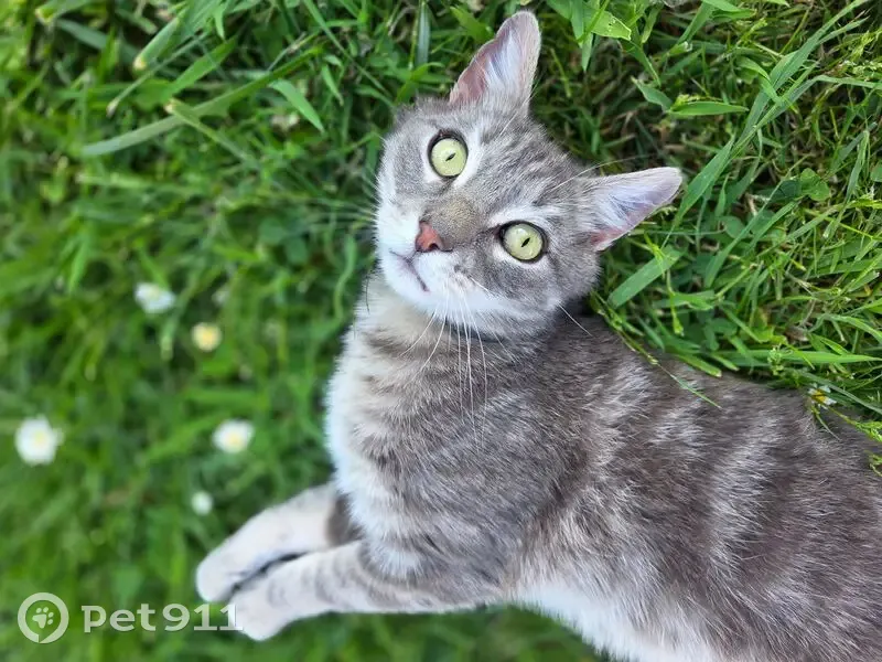 Chat perdu : tigre gris/blanc, rue St-Gervais - photo