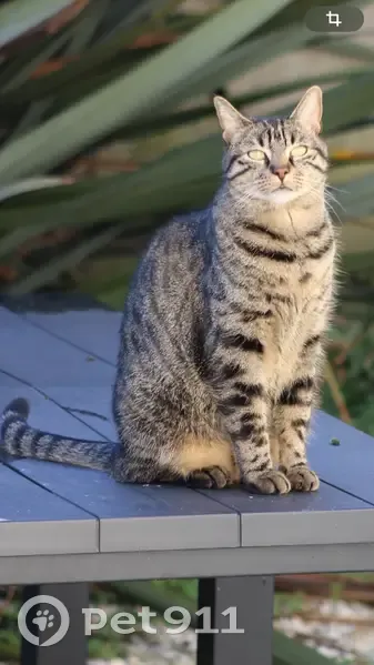 Chat perdu : Prince, gris tacheté, Rue Blanche - photo