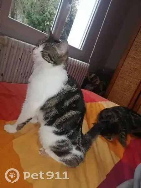Chat perdue, blanche/gris-beige, Nantes - photo