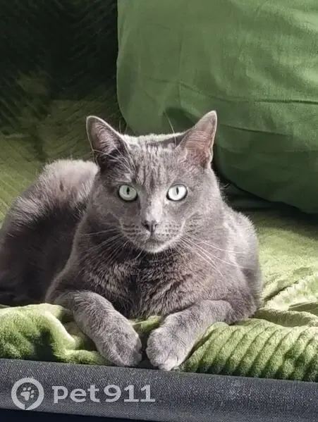 Chat gris perdu, mâle, Rue Barthes - photo