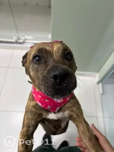 Cachorro encontrado - photo