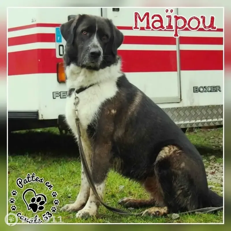 Chienne perdue à Saint-Paul-le-Gaultier - photo