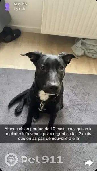 Chien noir perdu, tache blanche, Anderlecht - photo