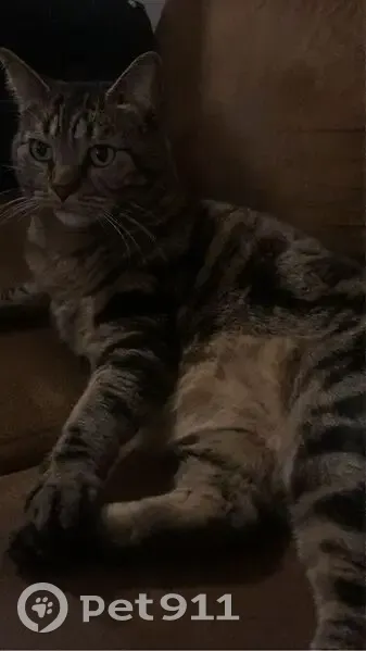 Chatte tigrée perdue à Champs-sur-Marne - photo