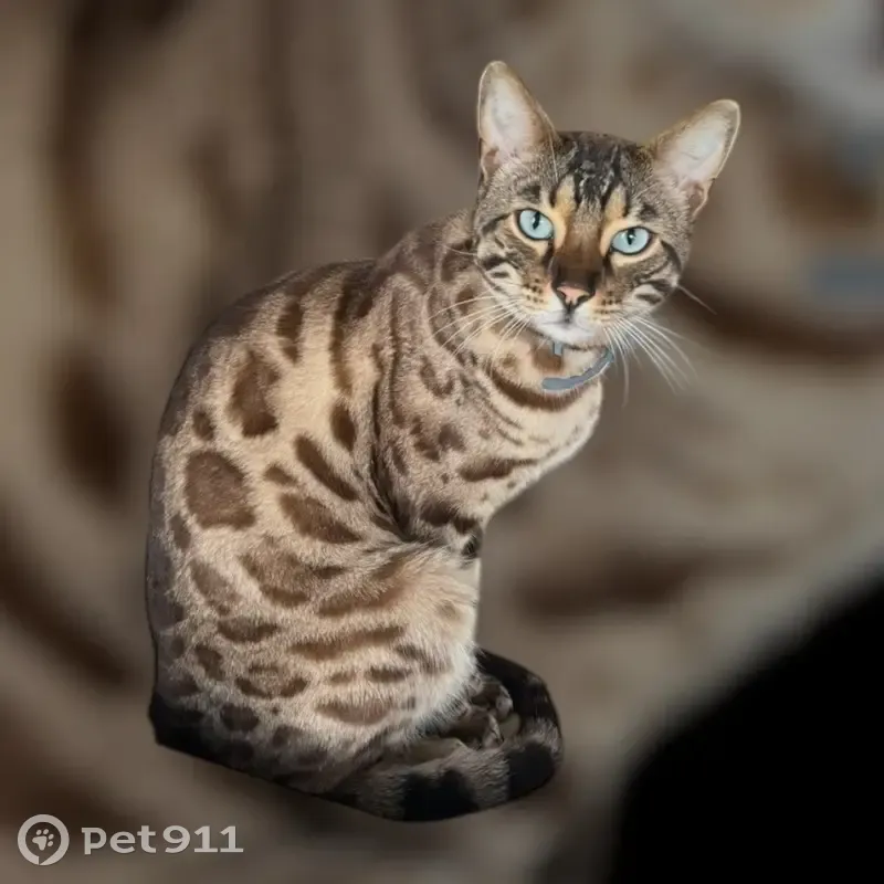 Chat Bengal perdu, très sociable, Violaines - photo
