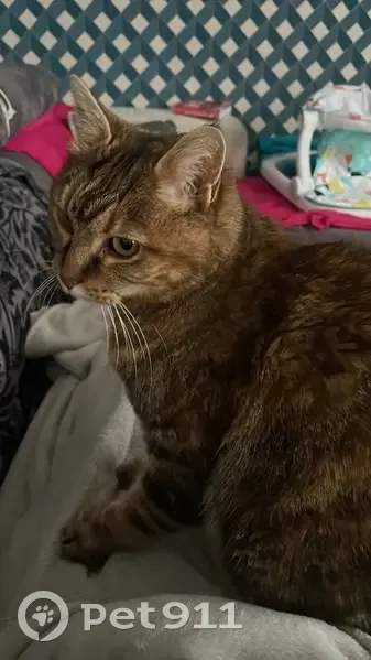 Chatte perdue à Chassieu : Mila disparue - photo