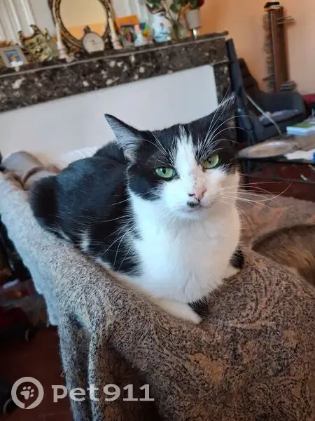 Chatte perdue à Toulouse: yeux verts, craintive - photo