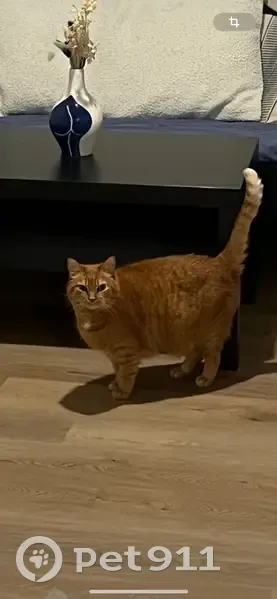 Chatte perdue Rousse à Pujols-sur-Ciron - photo