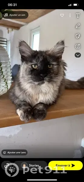 Chat perdue Écaille tortue malade Nortkerque - photo