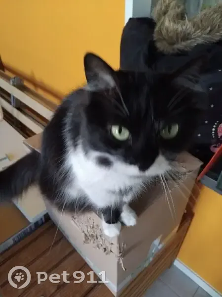 Chatte noire et blanche perdue à Saint-Philbert - photo