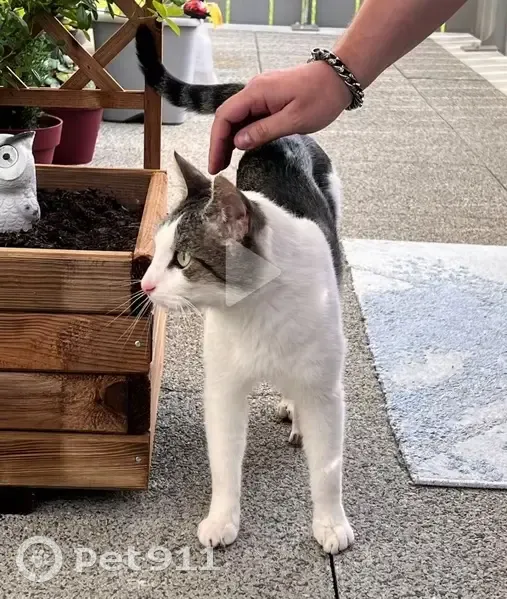 Chat trouvé à Nantes, route de Saint-Joseph - photo