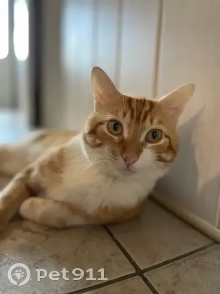 Chat perdu : Simba, Rue Eugène Varlin - photo