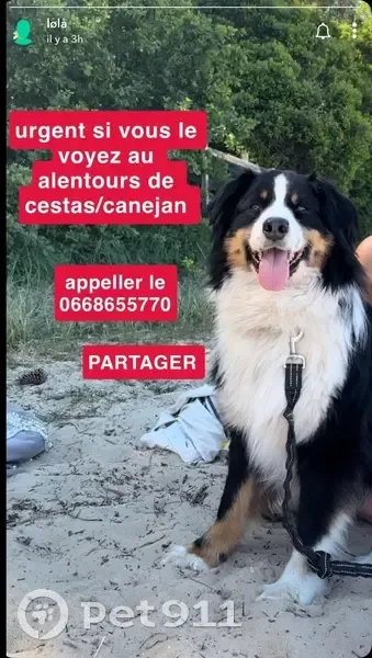 Chien perdu tricolore à Cestas - photo