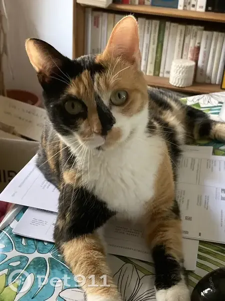 Chatte perdue à Juziers : Queeny peureuse - photo
