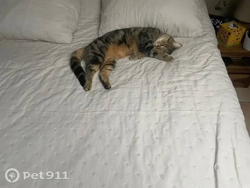 Chat perdu : tigré marron, blessure queue - photo