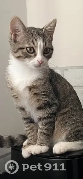 Chat perdu à Juillan, Impasse Clos de Lagnet - photo