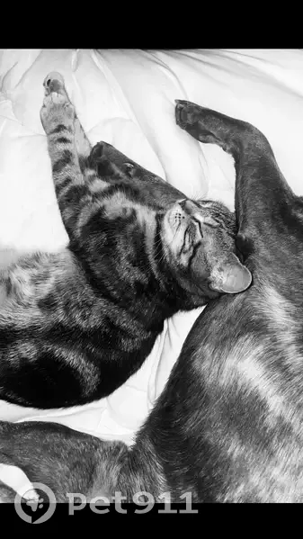 Chatte perdue, fine, yeux verts, Chargé - photo