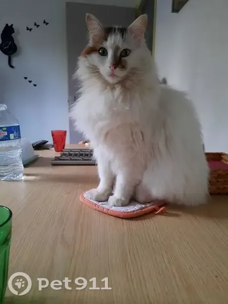 Chat blanc perdu, Route d'Arsac - photo