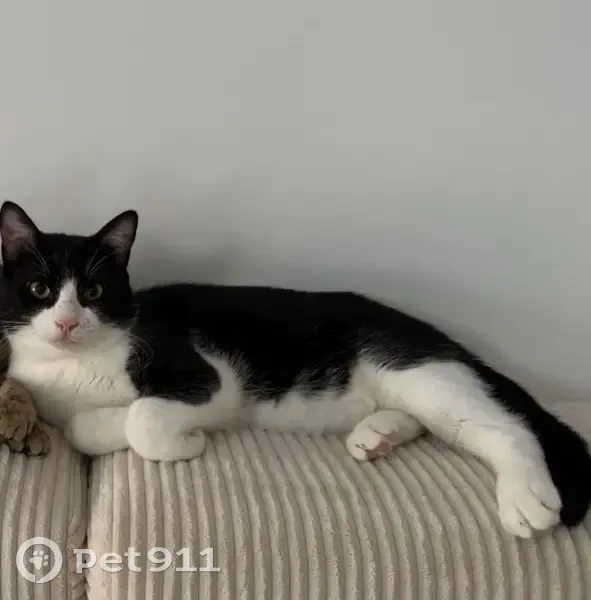 Chat perdu : blanc/noir, 10 mois, La Ferté - photo