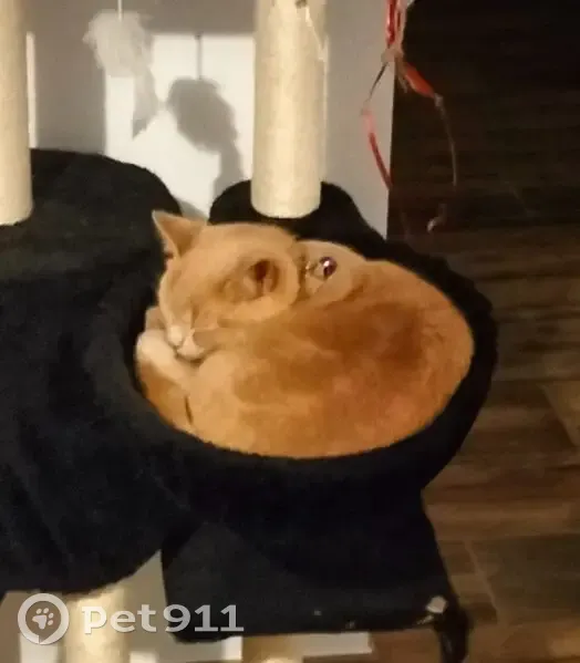 Chaton roux clair perdu à Saverdun - photo