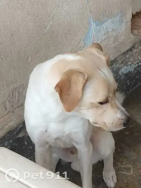 Cachorro perdido Macho (brl000959) - photo