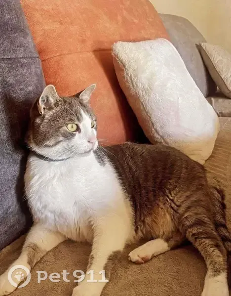 Chat perdu : dodu gris/blanc, collier gris - photo