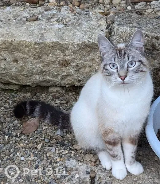 Chat mâle sociable trouvé à Astaffort - photo