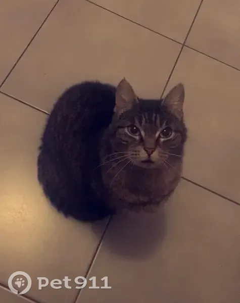 Chat tigré perdu, sociable à Vaux-sur-Mer - photo